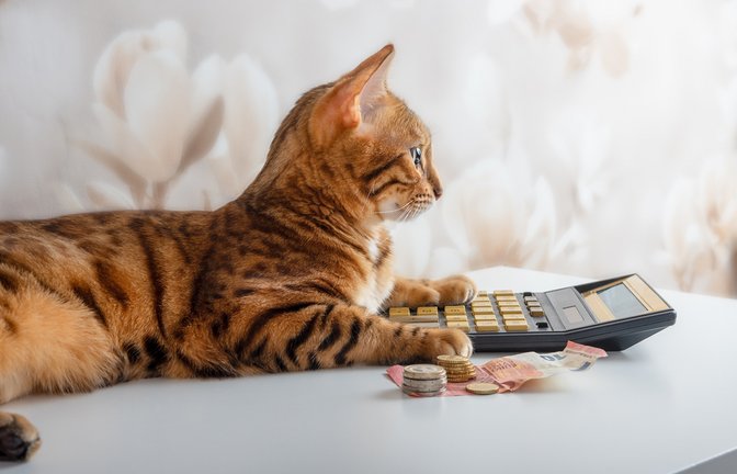 Mit diesen Kosten müssen Katzenhalter rechnen.<span class='image-autor'>Foto: Svetlana Rey / shutterstock.com</span>