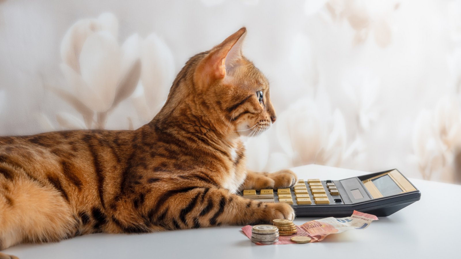 Mit diesen Kosten müssen Katzenhalter rechnen.Foto: Svetlana Rey / shutterstock.com