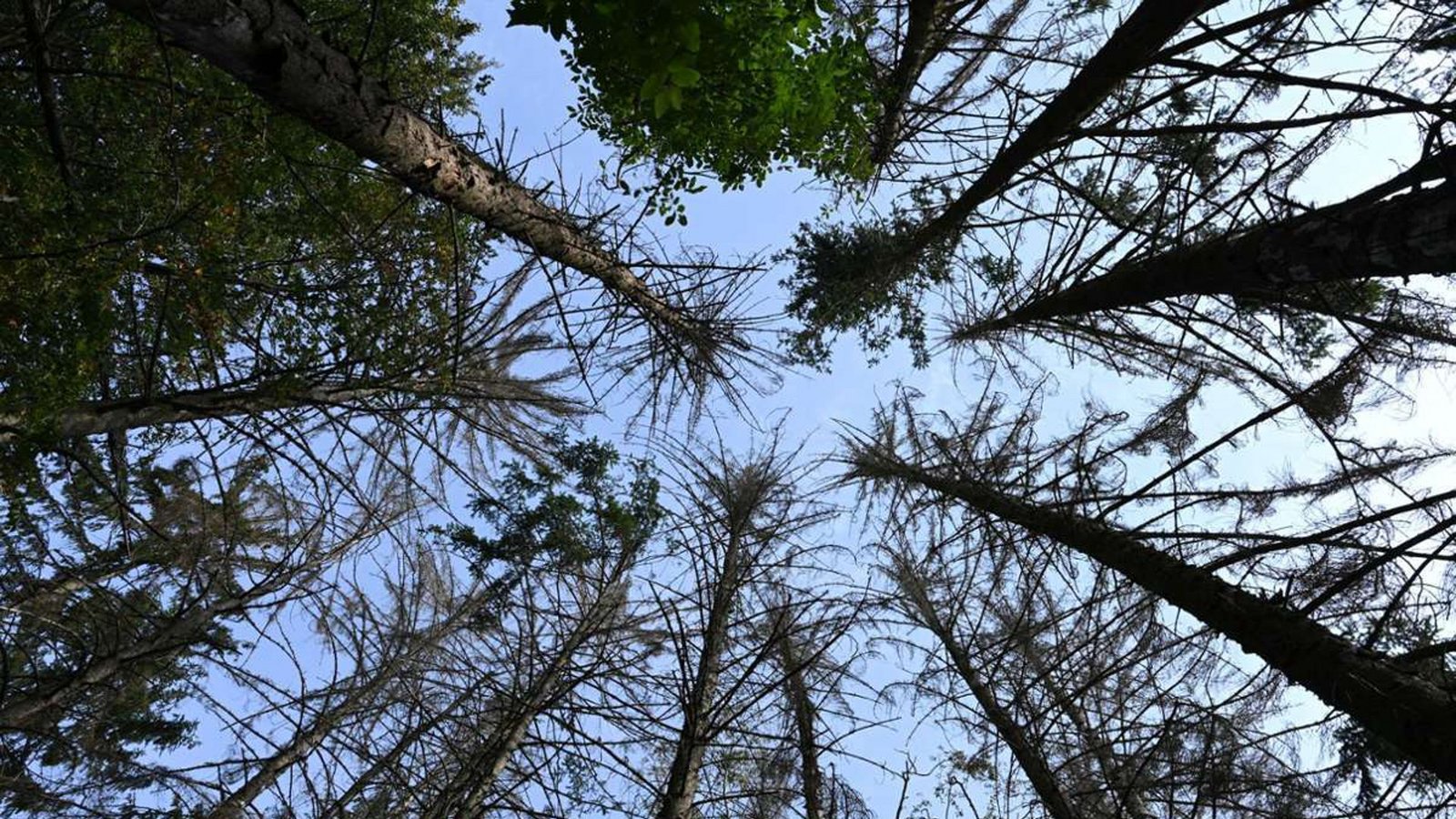 Waldsterben: Zunehmende extreme Umweltereignisse in Kombination mit langfristigen Klimaentwicklungen bringen Ökosysteme an sogenannte Kipp-Punkte. Bei Überschreiten dieser Kipp-Punkte sind dem Berichtsentwurf zufolge „abrupte und womöglich irreversible Veränderungen“ zu befürchten (Bild: Abgestorbene Fichten ragen in einem Waldstück bei Balkhausen im Odenwald in die Höhe).Foto: Arne Dedert/dpa Waldsterben: Zunehmende extreme Umweltereignisse in Kombination mit langfristigen Klimaentwicklungen bringen Ökosysteme an sogenannte Kipp-Punkte. Bei Überschreiten dieser Kipp-Punkte sind dem Berichtsentwurf zufolge „abrupte und womöglich irreversible Veränderungen“ zu befürchten (Bild: Abgestorbene Fichten ragen in einem Waldstück bei Balkhausen im Odenwald in die Höhe).Foto: Arne Dedert/dpa