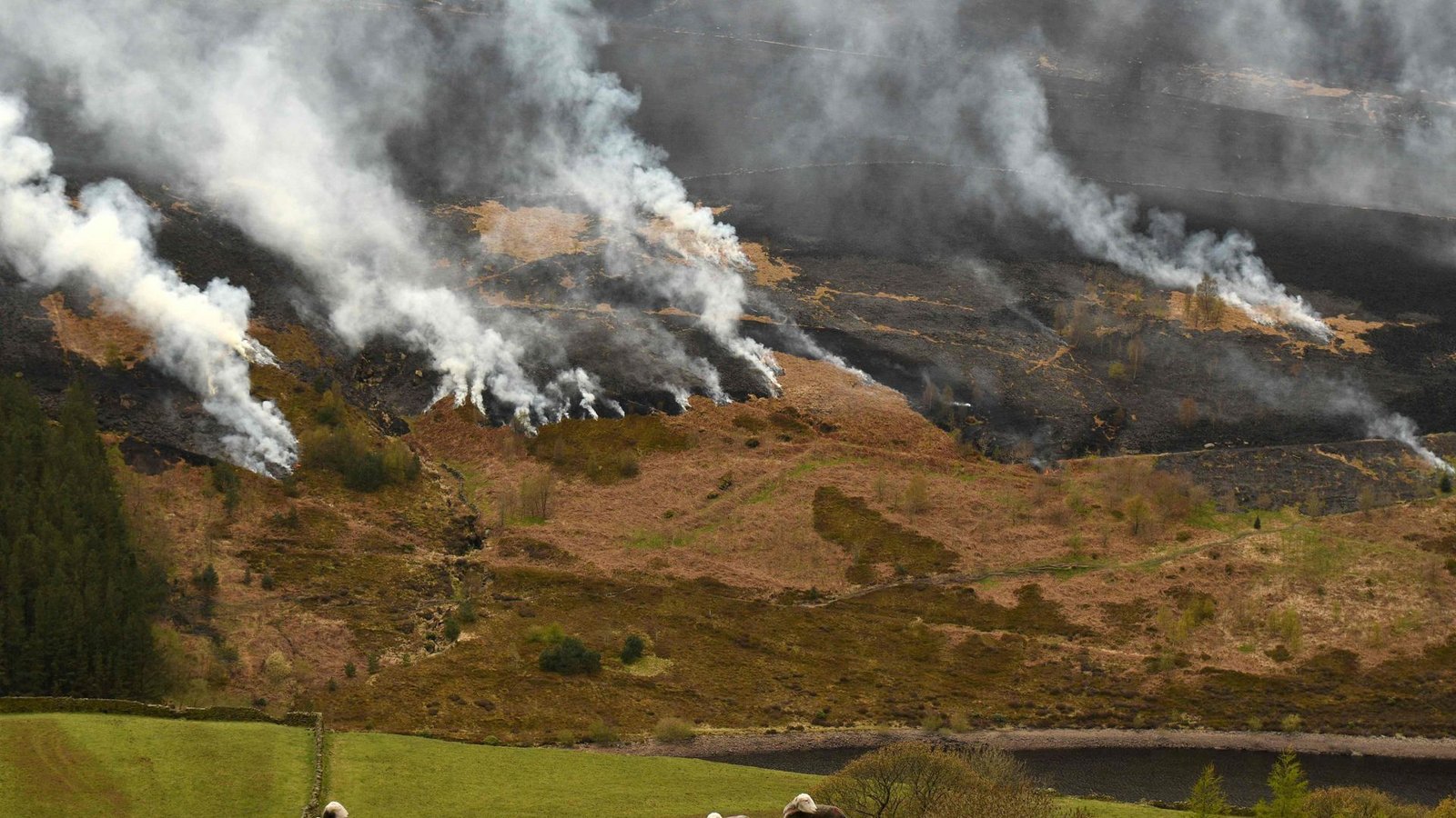 Schafe grasen in Nordengland, während  Rauch in Folge eines Moorfeuers beim Marsden Moor erneut aufkeimt.Foto: AFP/OLI SCARFF
