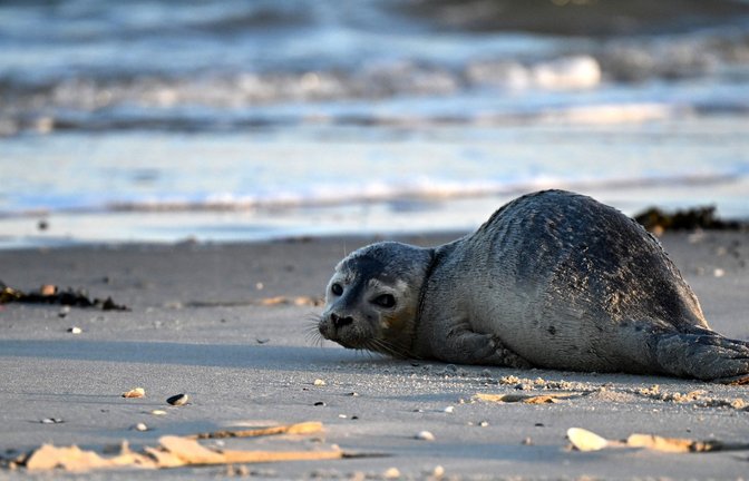 Seehunde zählen zu den größten Meeresraubtieren im Wattenmeer. (Archivbild)<span class='image-autor'>Foto: Federico Gambarini/dpa</span>