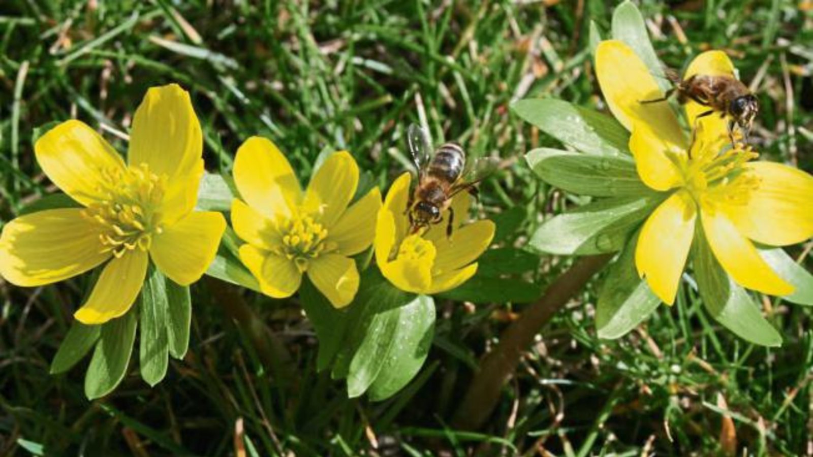 „Der Frühling ist da mit Augen – und Bienenschmaus“, kommentiert der Vaihinger Gärtnermeister Maurus Senn sein Foto.