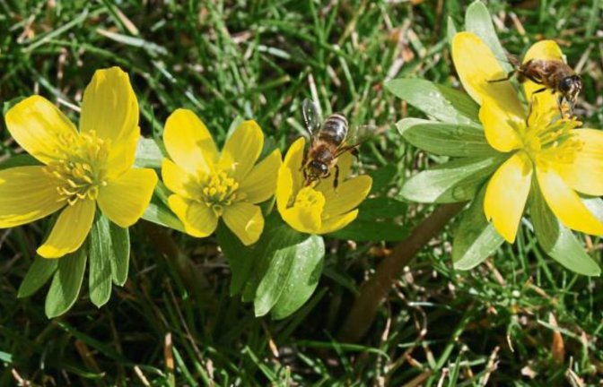 „Der Frühling ist da mit Augen – und Bienenschmaus“, kommentiert der Vaihinger Gärtnermeister Maurus Senn sein Foto.