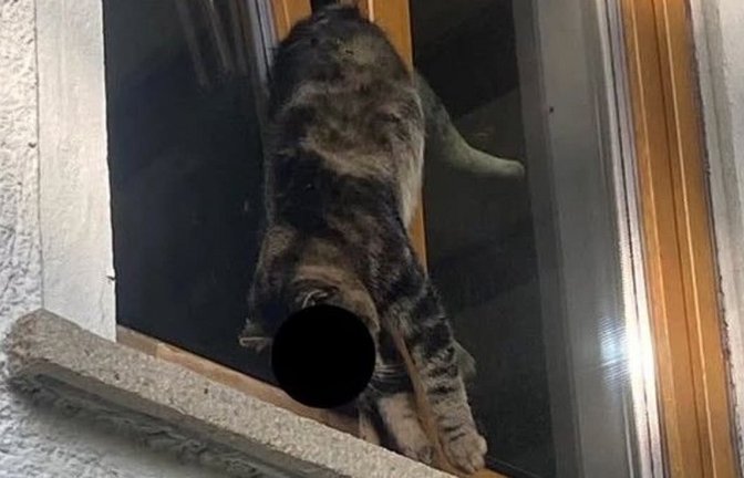 Katze "Simba" kam in Reutlingen in einem Fenster ums Leben.<span class='image-autor'>Tierheim Reutlingen</span>