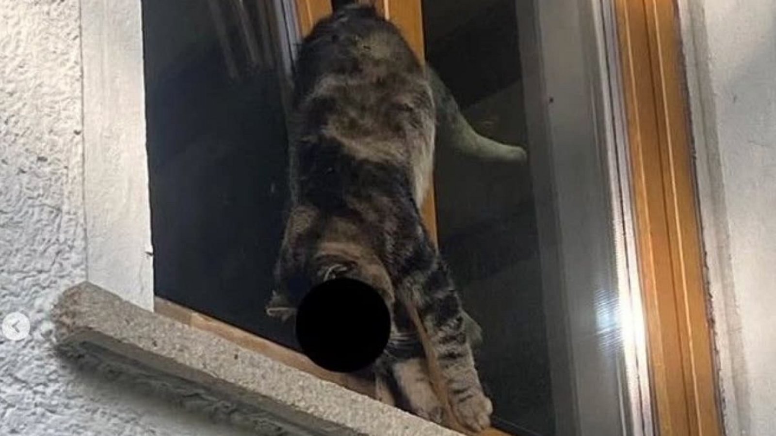 Katze "Simba" kam in Reutlingen in einem Fenster ums Leben.Tierheim Reutlingen Katze "Simba" kam in Reutlingen in einem Fenster ums Leben.Tierheim Reutlingen
