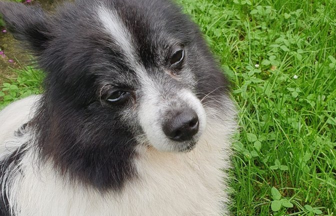 Hund, Laki, Iptingen, Foto: privat
