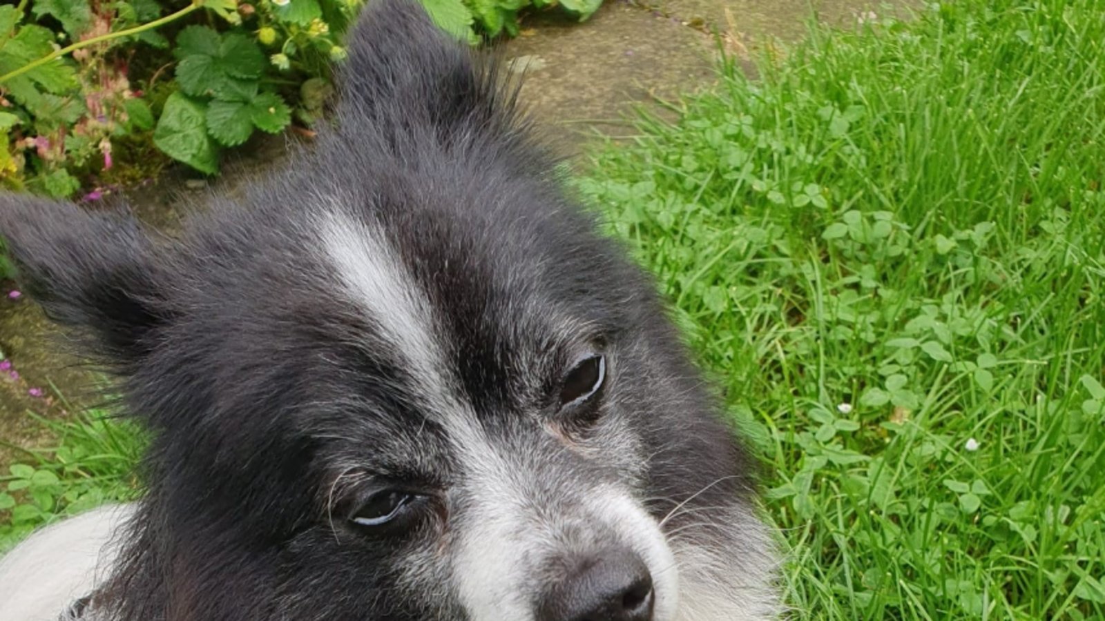 Hund, Laki, Iptingen, Foto: privat