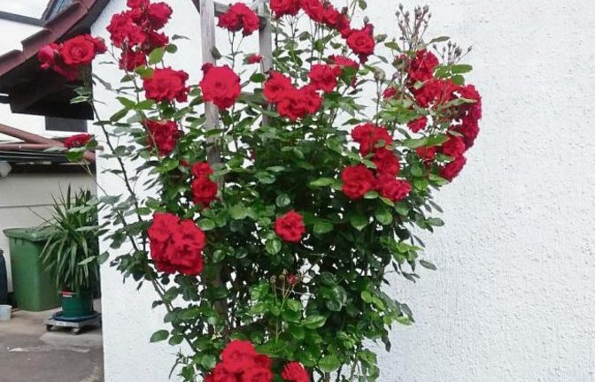 Ein Kletterrosenstrauch aus dem Garten von Marianne Tenzer aus Horrheim, der mit viel Liebe gepflegt und gehegt wird.