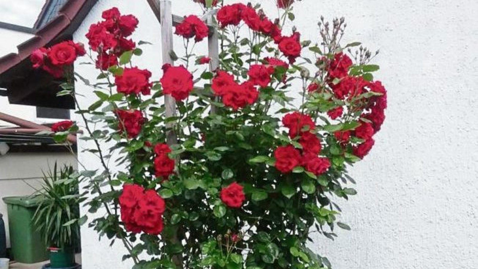 Ein Kletterrosenstrauch aus dem Garten von Marianne Tenzer aus Horrheim, der mit viel Liebe gepflegt und gehegt wird. Ein Kletterrosenstrauch aus dem Garten von Marianne Tenzer aus Horrheim, der mit viel Liebe gepflegt und gehegt wird.