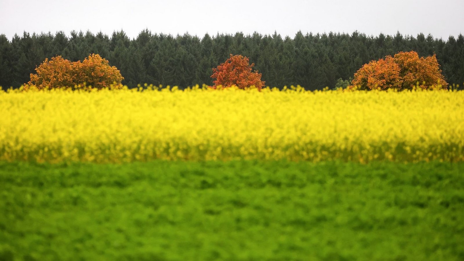 Herbstlich gefärbte Laubbäume stehen vor einem Senffeld im Regen. (zu dpa: «Sonniger Wochenstart - dann wird es wieder nass»)Thomas Warnack/dpa Herbstlich gefärbte Laubbäume stehen vor einem Senffeld im Regen. (zu dpa: «Sonniger Wochenstart - dann wird es wieder nass»)Thomas Warnack/dpa