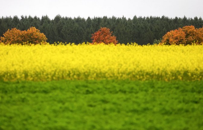 Herbstlich gefärbte Laubbäume stehen vor einem Senffeld im Regen. (zu dpa: «Sonniger Wochenstart - dann wird es wieder nass»)<span class='image-autor'>Thomas Warnack/dpa</span>