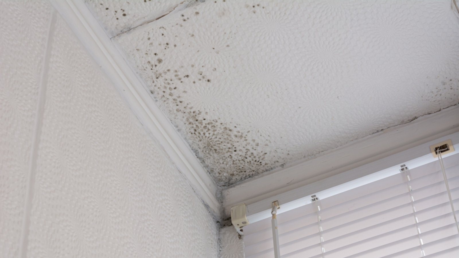 Schimmelfleck an der Decke.Foto: NA.MAT / shutterstock.com Schimmelfleck an der Decke.Foto: NA.MAT / shutterstock.com