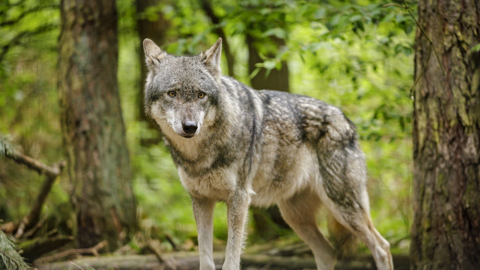 Die Experten prüfen noch, ob Wölfe hinter den Funden stecken können. (Symbolfoto)Foto: IMAGO//Thomas Trutschel Die Experten prüfen noch, ob Wölfe hinter den Funden stecken können. (Symbolfoto)Foto: IMAGO//Thomas Trutschel