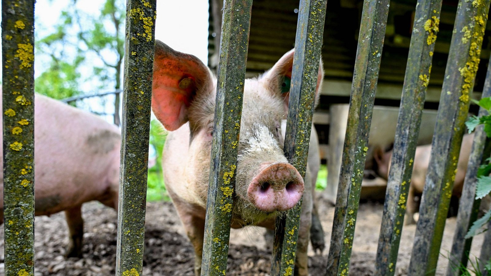 Bei Ulm sind mehrere Schweine ausgebüchst (Symbolbild).Foto: IMAGO/Harald Dostal/IMAGO/Harald Dostal Bei Ulm sind mehrere Schweine ausgebüchst (Symbolbild).Foto: IMAGO/Harald Dostal/IMAGO/Harald Dostal