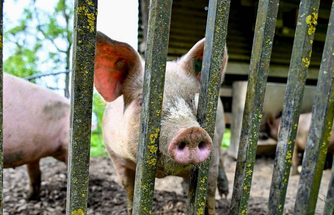 Bei Ulm sind mehrere Schweine ausgebüchst (Symbolbild).<span class='image-autor'>Foto: IMAGO/Harald Dostal/IMAGO/Harald Dostal</span>