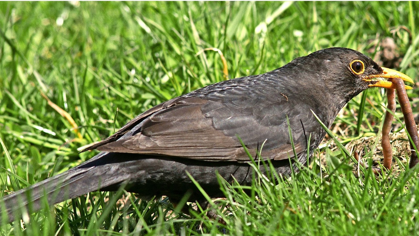 Amsel oder Schwarzdrossel (Turdus merula).Foto: dpa Amsel oder Schwarzdrossel (Turdus merula).Foto: dpa