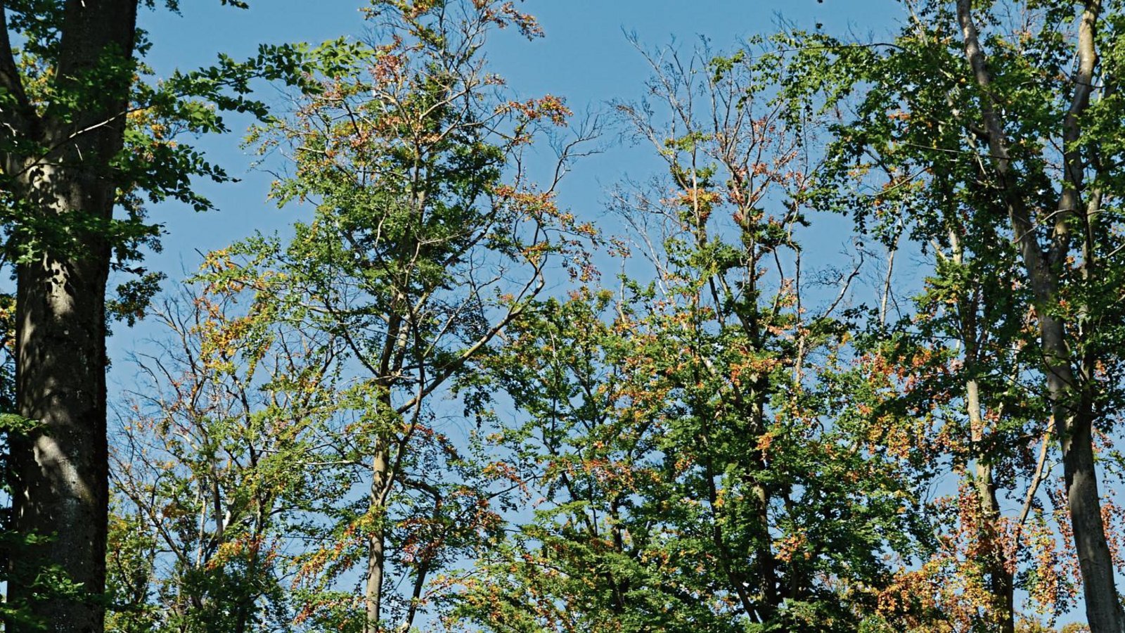 Herbstfärbung m Hochsommer: Viele Bäume zeigen deutliche Schäden durch die anhaltende Trockenheit und werfen ihr Laub bereits ab. Foto: LE Herbstfärbung m Hochsommer: Viele Bäume zeigen deutliche Schäden durch die anhaltende Trockenheit und werfen ihr Laub bereits ab. Foto: LE