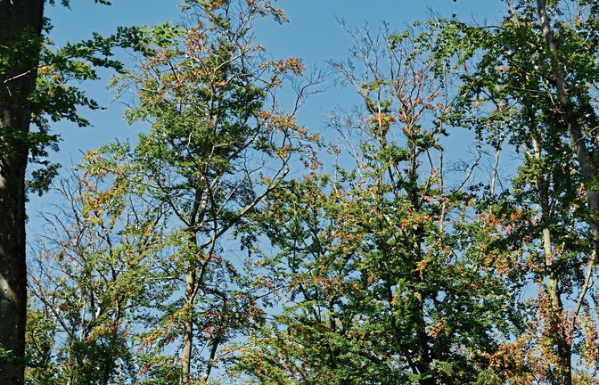 Herbstfärbung m Hochsommer: Viele Bäume zeigen deutliche Schäden durch die anhaltende Trockenheit und werfen ihr Laub bereits ab.  Foto: LE