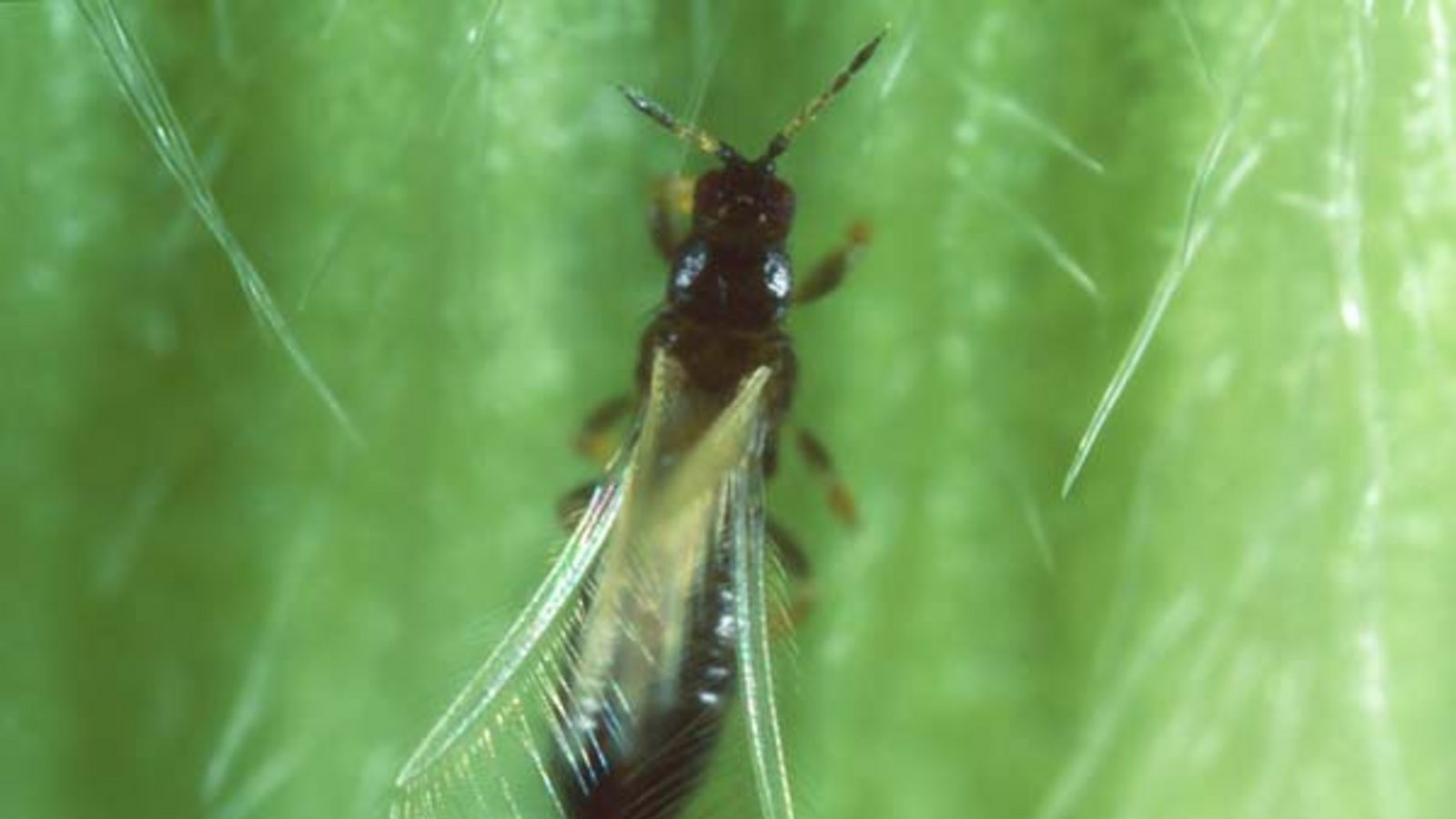 So schön können Gewittertierchen sein. Foto: Ulitzka So schön können Gewittertierchen sein. Foto: Ulitzka