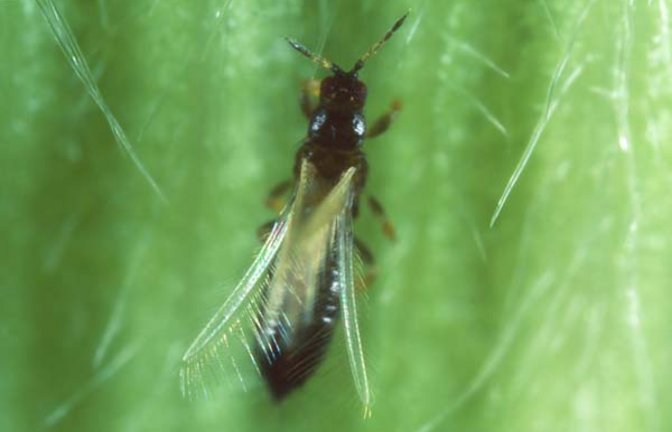 So schön können Gewittertierchen sein. Foto: Ulitzka