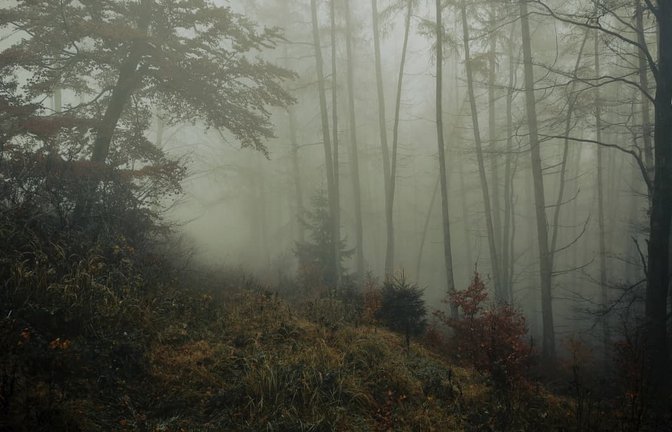 Ein herannahender Krieg setzt zwei junge Menschen ungewöhnlichen Situationen aus. Agi Ofner erzählt in ihrem neuen Jugendbuch „Der Dreck, der unsere Zukunft ist“ vom Wald als Zufluchtsort.<span class='image-autor'>IMAGO/imagebroker</span>