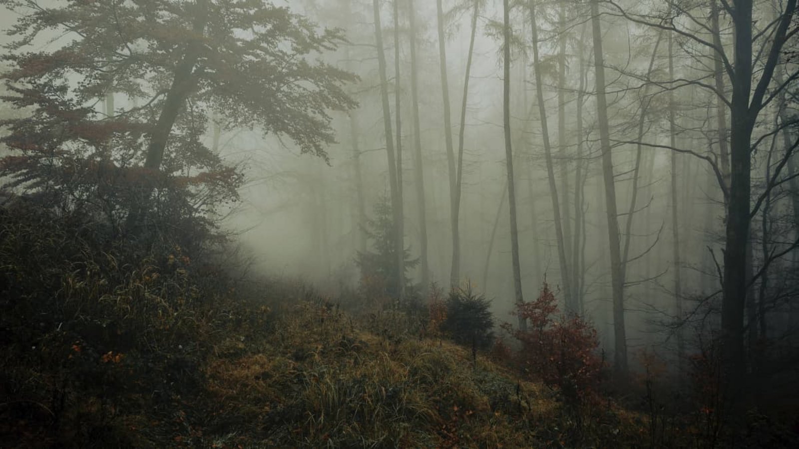 Ein herannahender Krieg setzt zwei junge Menschen ungewöhnlichen Situationen aus. Agi Ofner erzählt in ihrem neuen Jugendbuch „Der Dreck, der unsere Zukunft ist“ vom Wald als Zufluchtsort.IMAGO/imagebroker Ein herannahender Krieg setzt zwei junge Menschen ungewöhnlichen Situationen aus. Agi Ofner erzählt in ihrem neuen Jugendbuch „Der Dreck, der unsere Zukunft ist“ vom Wald als Zufluchtsort.IMAGO/imagebroker