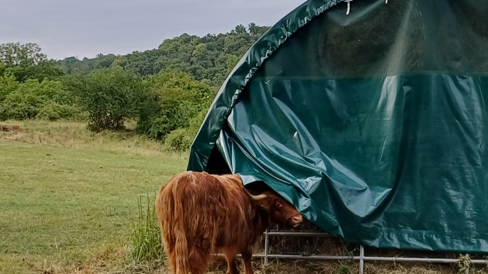 Von wegen „blöde Kuh“, vielmehr „gewusst wie“: Da schiebt das Rind halt einfach die Folie weg und kommt so auch von hinten ans Futter ran. Foto: Rücker Von wegen „blöde Kuh“, vielmehr „gewusst wie“: Da schiebt das Rind halt einfach die Folie weg und kommt so auch von hinten ans Futter ran. Foto: Rücker