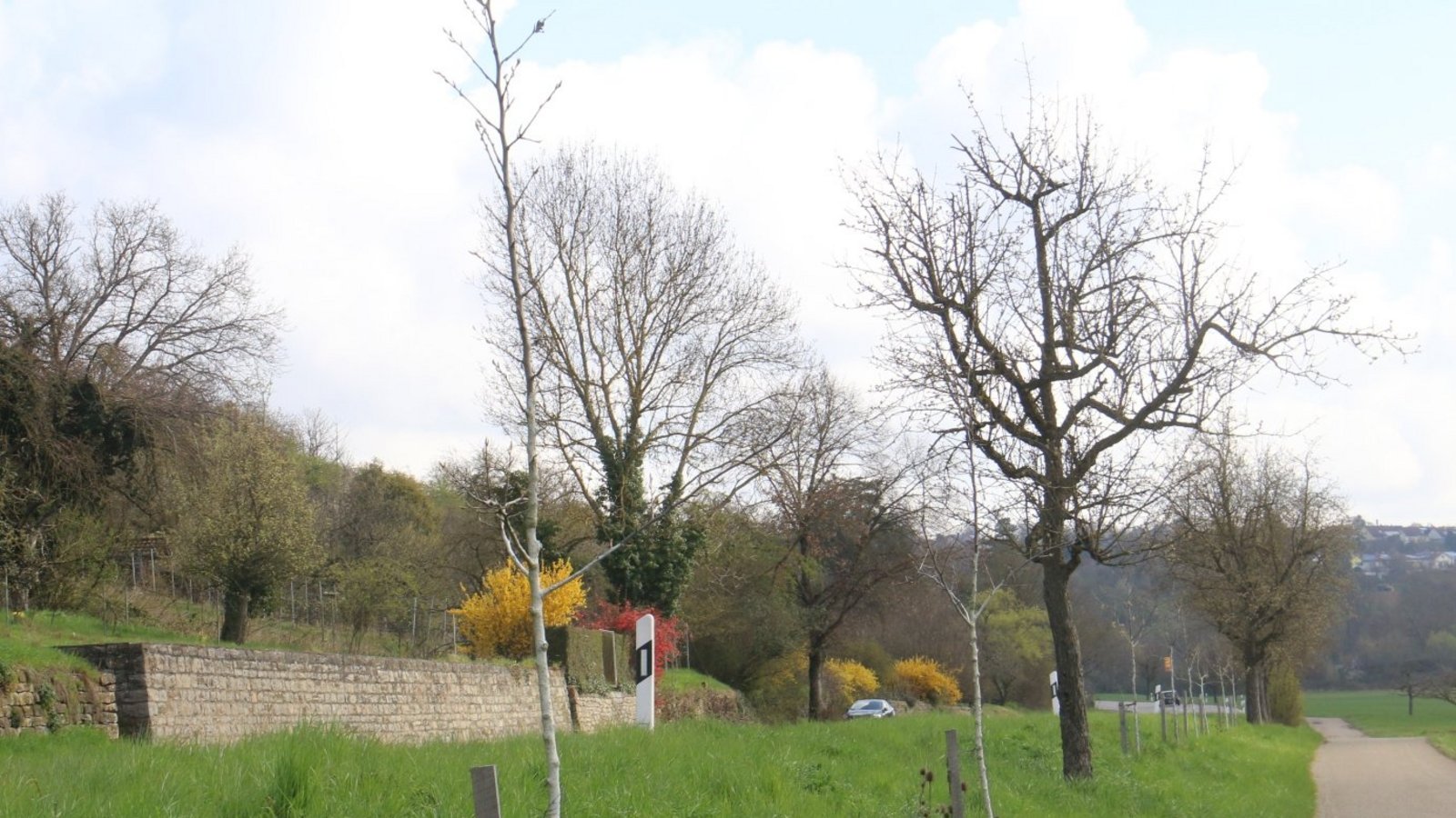 Junge Birnbäumchen an der Kreisstraße zwischen Roßwag und Vaihingen.  Foto: Rücker