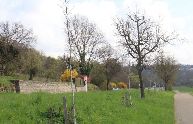Junge Birnbäumchen an der Kreisstraße zwischen Roßwag und Vaihingen.  <span class='image-autor'>Foto: Rücker</span>