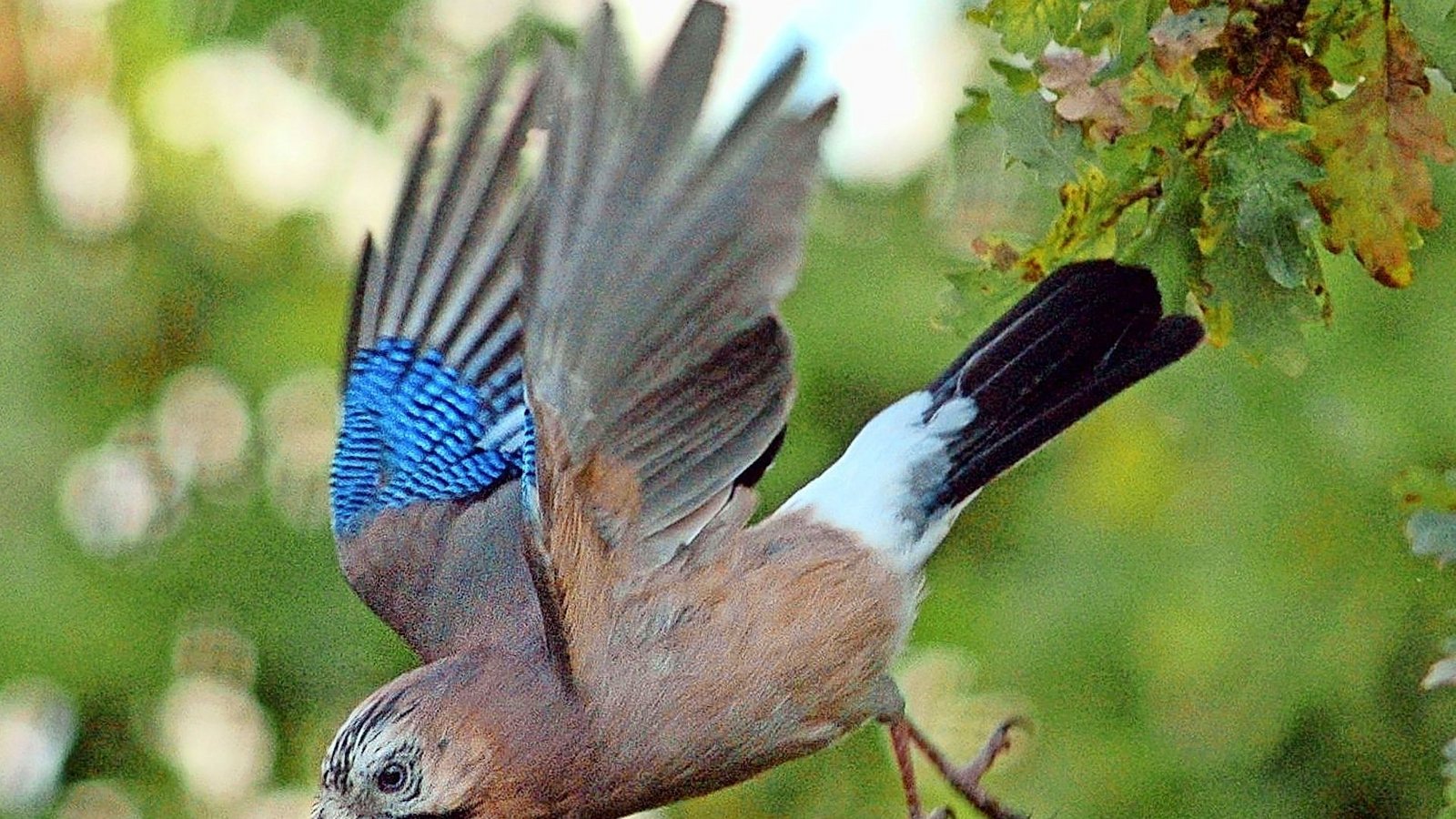Eichelhäher (Garrulus glandarius) .Foto: dpa Eichelhäher (Garrulus glandarius) .Foto: dpa