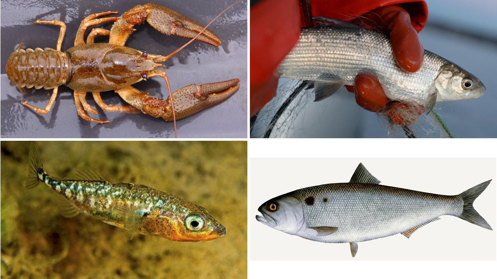 Im Uhrzeigersinn: Der Edelkrebs ist vom Aussterben bedroht, der Bestand der beliebten Felchen ist stark eingebrochen, dagegen kehrt der Maifisch wieder in den Neckar zurück, und die Entwicklung des Dreistachligen Stichlings bleibt mysteriös.Foto: dpa Im Uhrzeigersinn: Der Edelkrebs ist vom Aussterben bedroht, der Bestand der beliebten Felchen ist stark eingebrochen, dagegen kehrt der Maifisch wieder in den Neckar zurück, und die Entwicklung des Dreistachligen Stichlings bleibt mysteriös.Foto: dpa