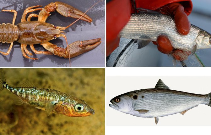 Im Uhrzeigersinn: Der Edelkrebs ist vom Aussterben bedroht, der Bestand der beliebten Felchen ist stark eingebrochen, dagegen kehrt der Maifisch wieder in den Neckar zurück, und die Entwicklung des Dreistachligen Stichlings bleibt mysteriös.<span class='image-autor'>Foto: dpa</span>