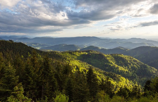 Manche lieben ihn, manche könnten gerne auf ihn verzichten: den Nationalpark Schwarzwald.<span class='image-autor'>Foto: /David Lohmueller</span>