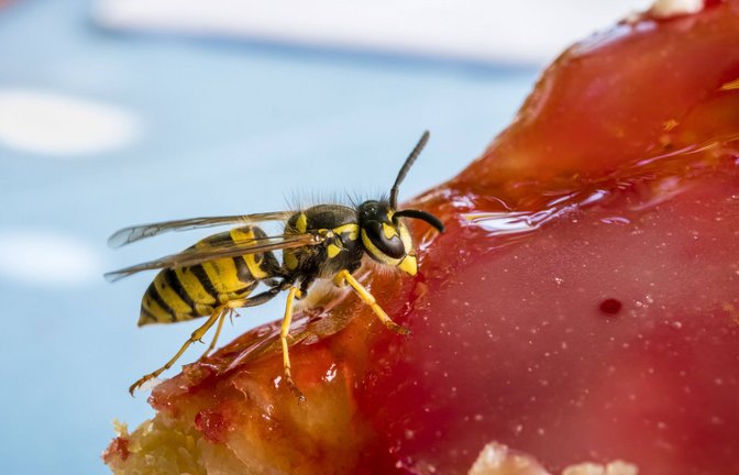 Eine Wespe nascht an einem Stück Kuchen (Symbolbild).<span class='image-autor'>Foto: imago images/blickwinkel/allOver/TPH</span>