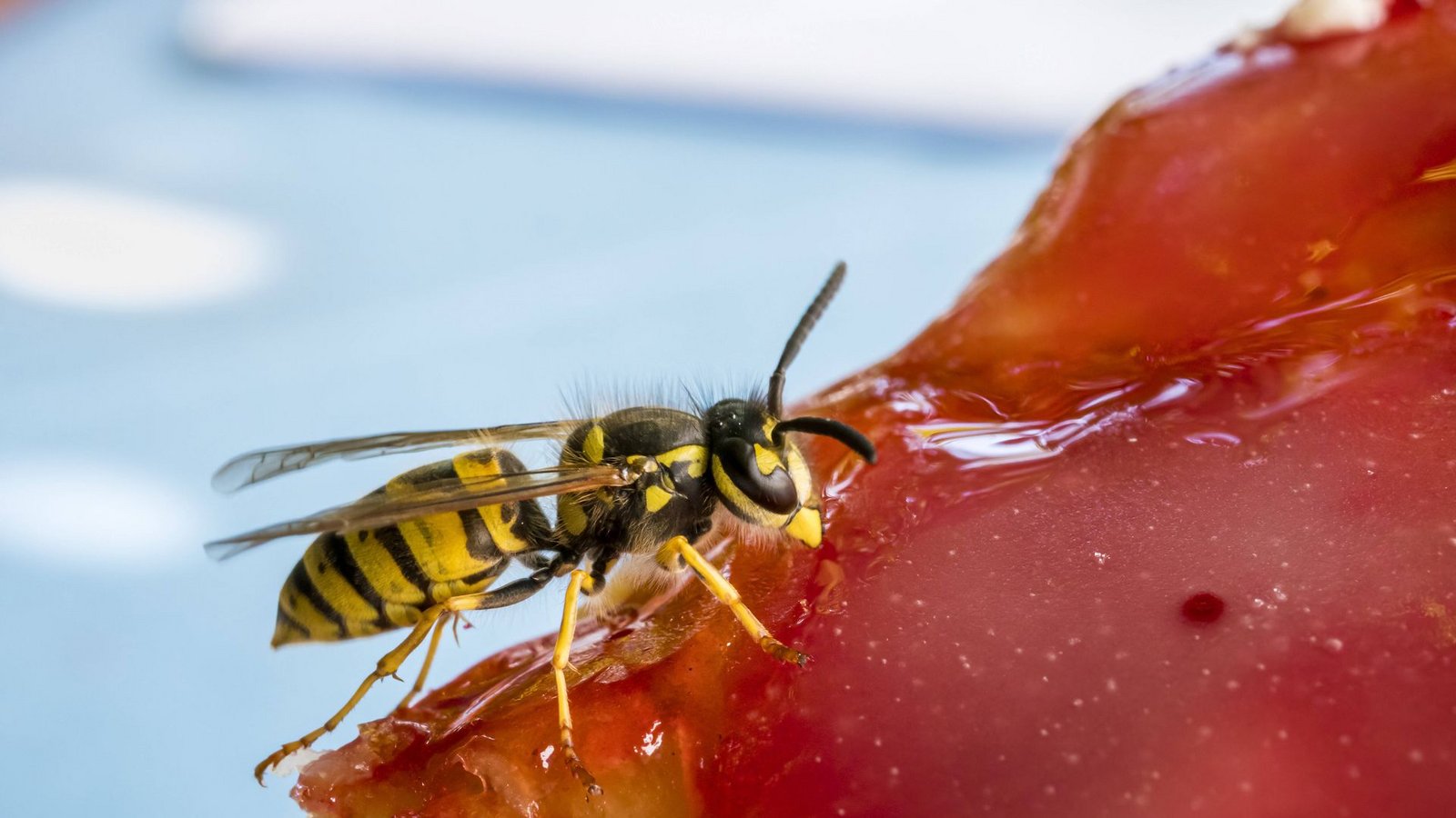 Eine Wespe nascht an einem Stück Kuchen (Symbolbild).Foto: imago images/blickwinkel/allOver/TPH Eine Wespe nascht an einem Stück Kuchen (Symbolbild).Foto: imago images/blickwinkel/allOver/TPH