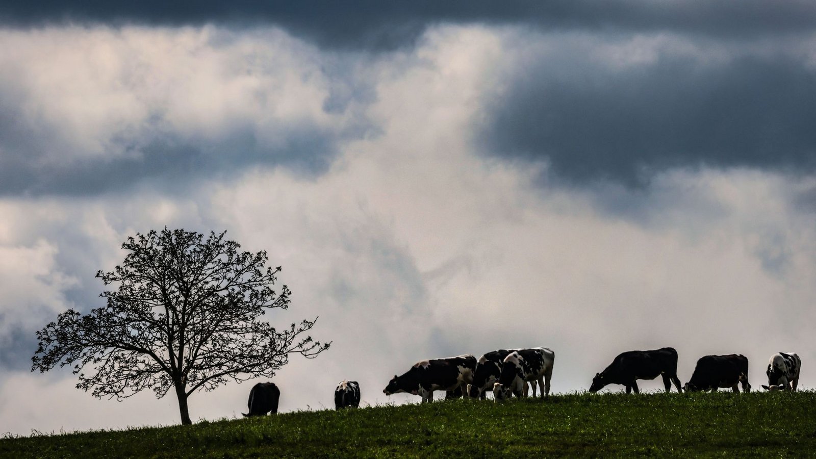 Zwischen dem Alpenrand und der Lausitz werden laut DWD am Montag teils starke Gewitter erwartet. (Archivbild)Foto: Oliver Berg/dpa Zwischen dem Alpenrand und der Lausitz werden laut DWD am Montag teils starke Gewitter erwartet. (Archivbild)Foto: Oliver Berg/dpa