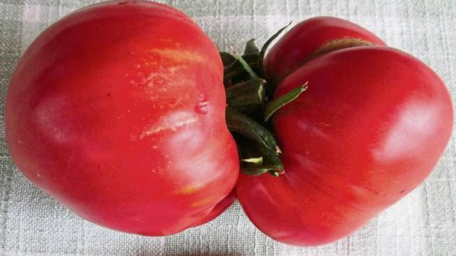 Diese Ochsenherztomaten von Gerhard Zink sind nicht nur ordentlich groß, sondern offenbar auch unzertrennlich.