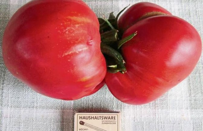 Diese Ochsenherztomaten von Gerhard Zink sind nicht nur ordentlich groß, sondern offenbar auch unzertrennlich.