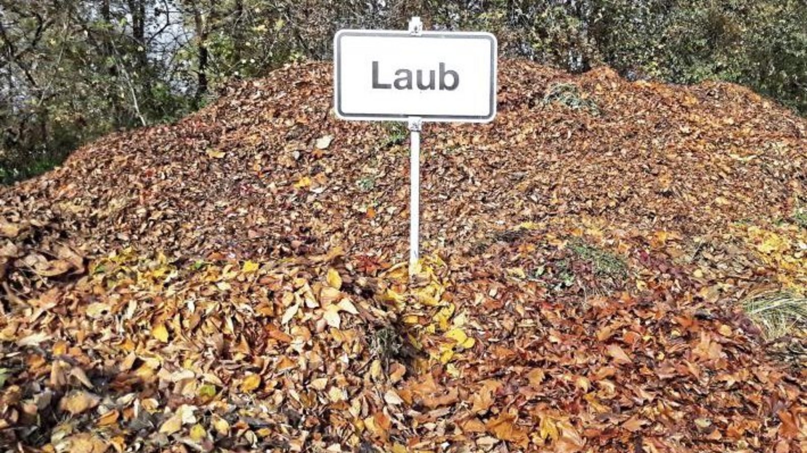 Zu dieser Jahreszeit wachsen wieder die Laubberge, hier auf dem Auricher Häckselplatz. sr