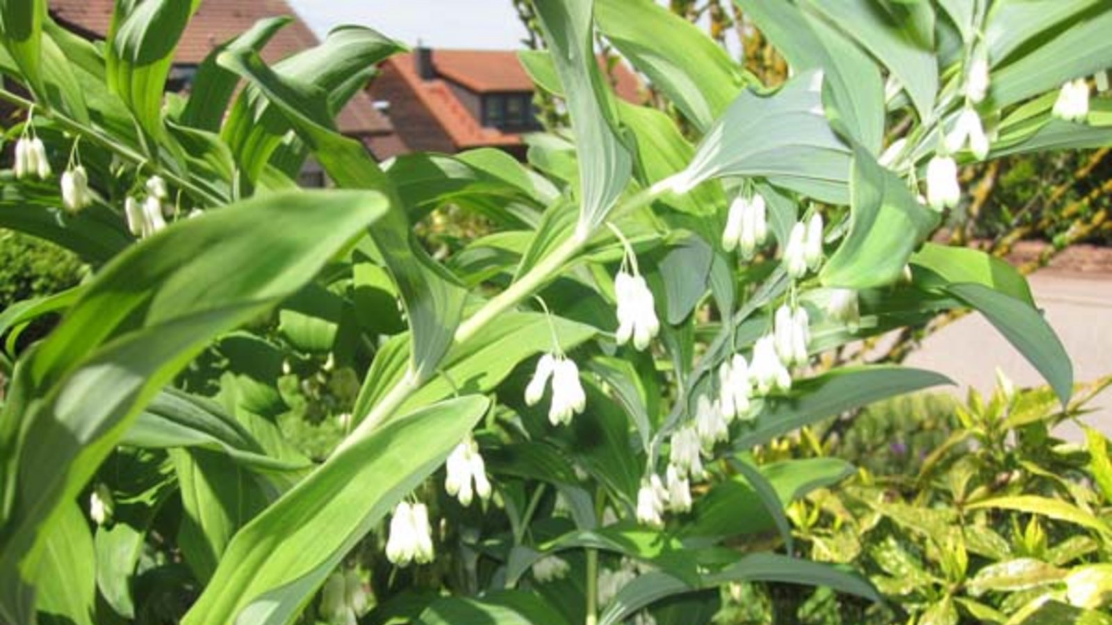 Das Salomonssiegel. Foto: Fiebig