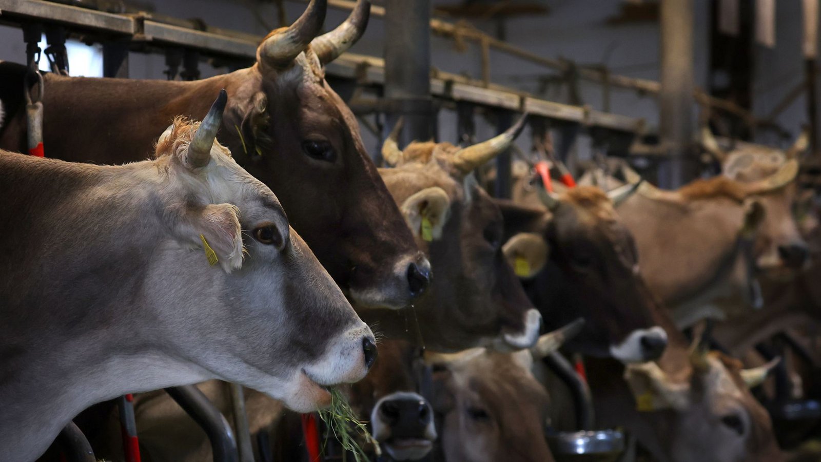 Frisches Heu und ein sauberer Stall – so sollte es Kühen  auf einem Bauernhof gehen, doch bei dem angeklagten Landwirt  sah das anders aus. (Symbolbild)Foto: dpa/Karl-Josef Hildenbrand
