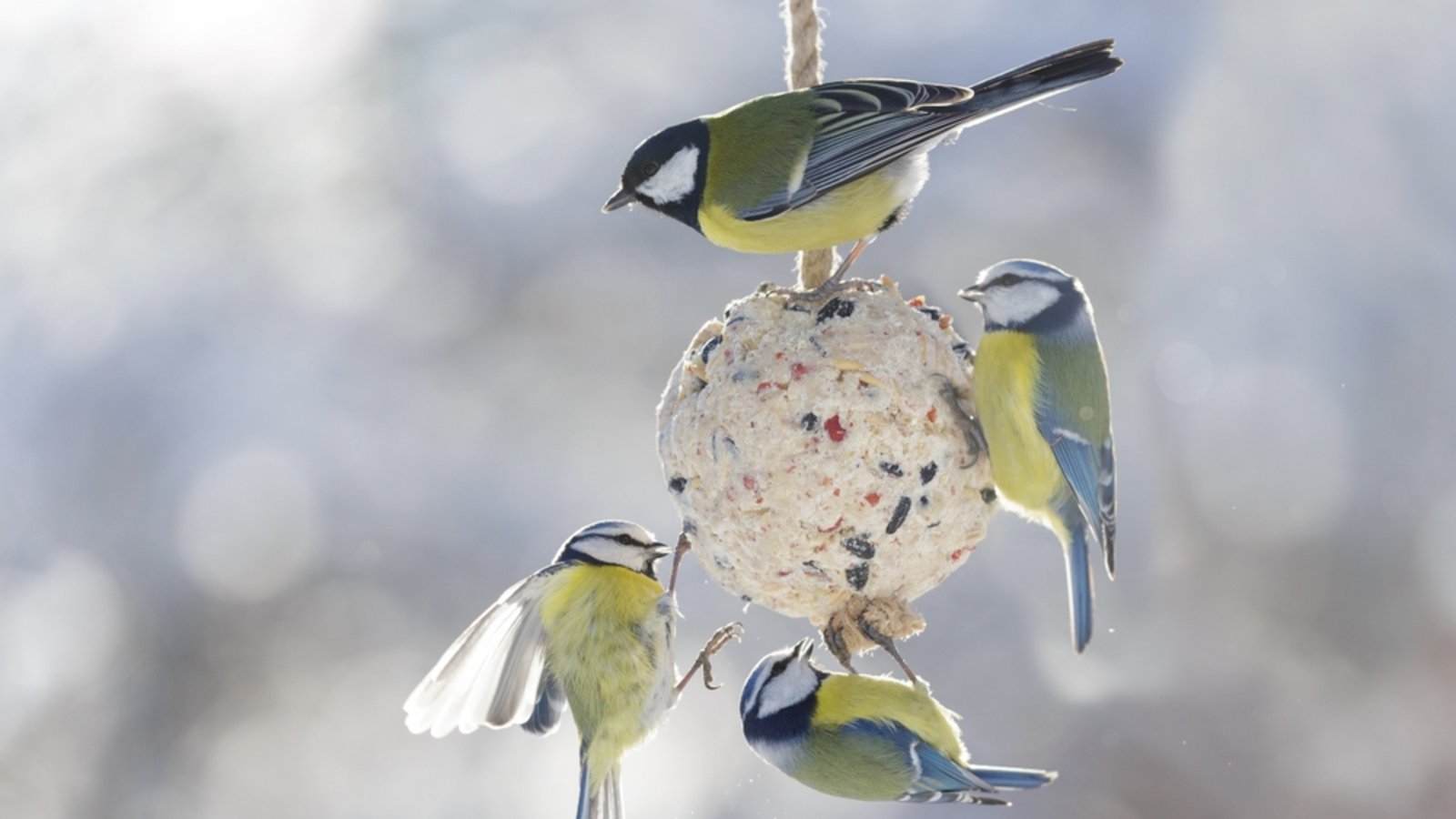 Viele Meisenknödel sind für Vögel gefährlicher, als man denkt. Erfahren Sie, worauf man beim Füttern achten sollte und wie Sie sichere Knödel selber machen.Foto: Nitr / Shutterstock.com Viele Meisenknödel sind für Vögel gefährlicher, als man denkt. Erfahren Sie, worauf man beim Füttern achten sollte und wie Sie sichere Knödel selber machen.Foto: Nitr / Shutterstock.com