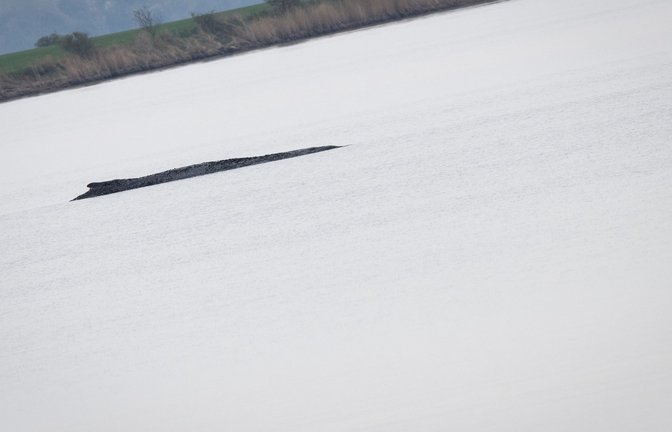 Der Wal vor Poel war nach Angaben eines dpa-Fotoreporters auch am Mittwoch deutlich zu hören.<span class='image-autor'>Foto: Philip Dulian/dpa</span>
