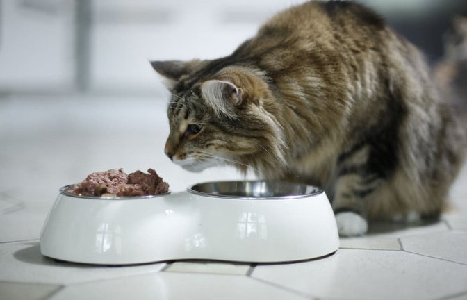 Fressnapf ruft Katzenfutter der Marke „MOMENTS“ zurück. (Symbolbild)<span class='image-autor'>Ina Fassbender/dpa-mag/dpa</span>