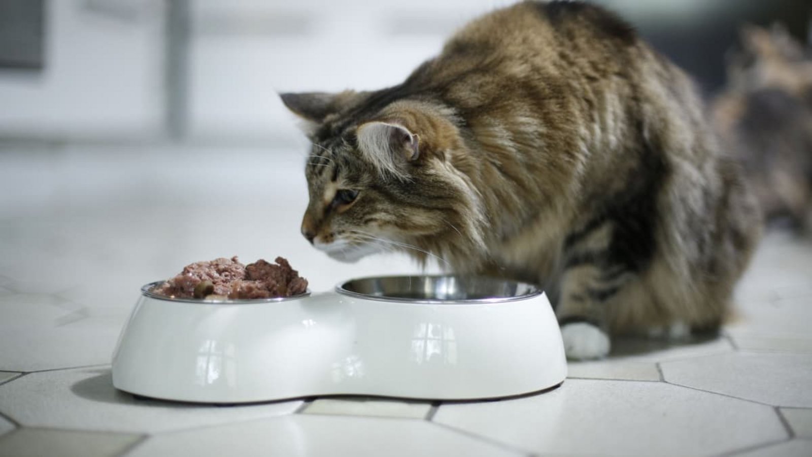 Fressnapf ruft Katzenfutter der Marke „MOMENTS“ zurück. (Symbolbild)Ina Fassbender/dpa-mag/dpa