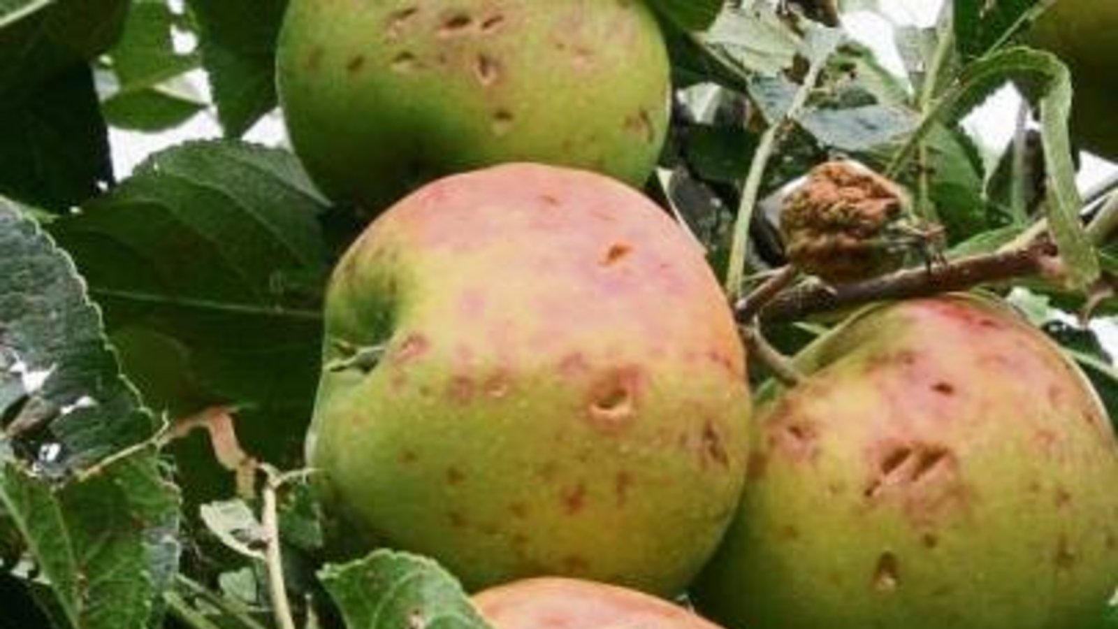 Nussdorfer Äpfel mit Hagelschaden. Nussdorfer Äpfel mit Hagelschaden.