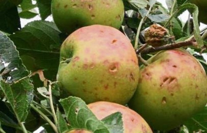 Nussdorfer Äpfel mit Hagelschaden.