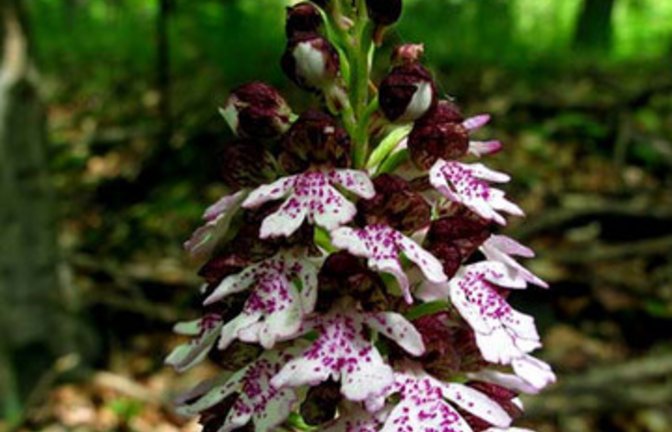 Das Purpurne Knabenkraut aus Gündelbach. Foto: Thalhäuser
