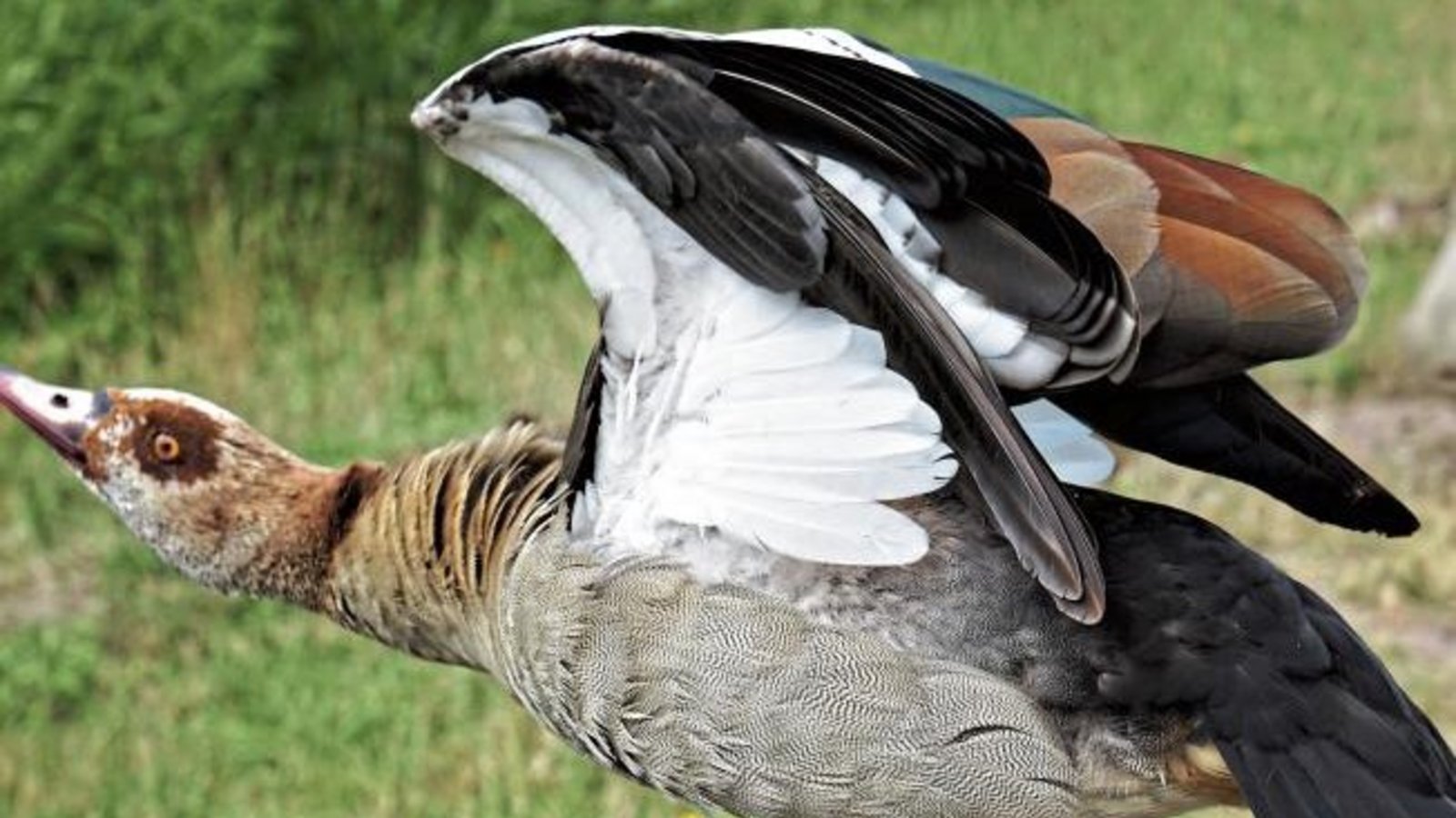 „Meine Bank!“ Wehrhafte Nilgans am Illinger Ernst-Maurer-See.  Foto: Thalhäuser
