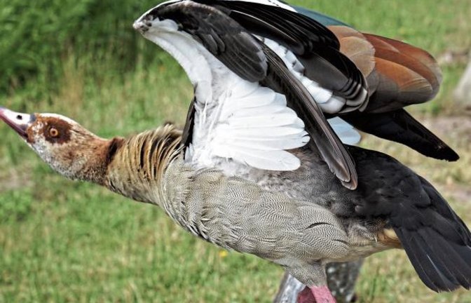 „Meine Bank!“ Wehrhafte Nilgans am Illinger Ernst-Maurer-See.  Foto: Thalhäuser